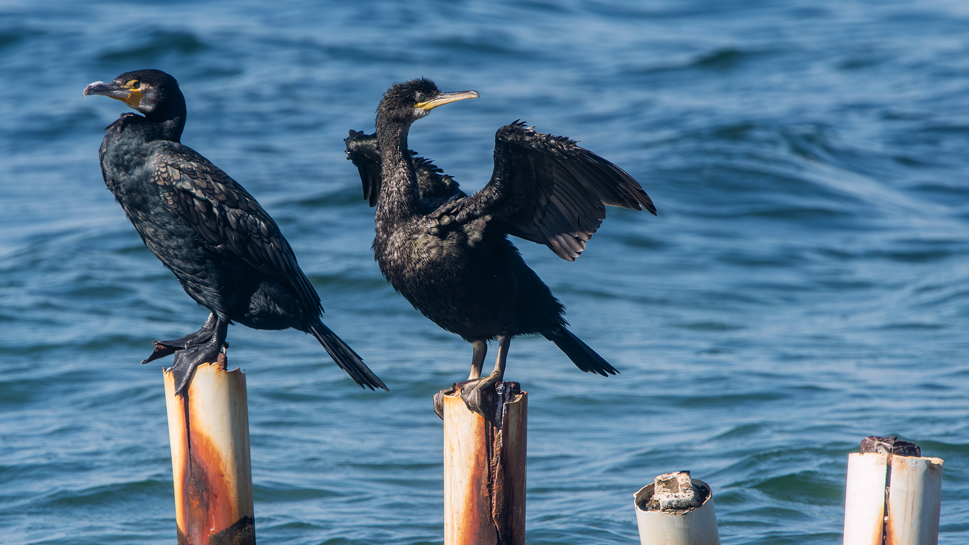 European Shag